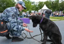 Наталья Сергунина рассказала о программе «Питомцы в Москве» и поддержке жителей natalya sergunina rasskazala o programme pitomczy v moskve i podderzhke zhitelej-missionary-su-0