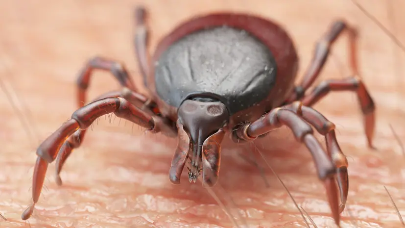 В Депприроды Москвы предупредили об активности клещей осенью