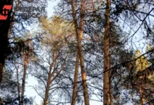 Василий Федюнин рассказал о поисках Усольцевых в Красноярском крае vasilij fedyunin rasskazal o poiskah usolczevyh v krasnoyarskom krae-missionary-su-0