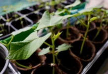 Бабкен Испирян делится советами по выращиванию овощей и микрозелени на балконе babken ispiryan delitsya sovetami po vyrashhivaniyu ovoshhej i mikrozeleni na balkone-missionary-su-0