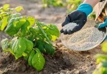 Никита Чаплин из Союза дачников Подмосковья рассказал о запретах Госдумы на удобрения nikita chaplin iz soyuza dachnikov podmoskovya rasskazal o zapretah gosdumy na udobreniya-missionary-su-0