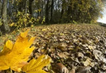 Оджан Наумкин считает, что семья Усольцевых выживет в Красноярской тайге odzhan naumkin schitaet chto semya usolczevyh vyzhivet v krasnoyarskoj tajge-missionary-su-0
