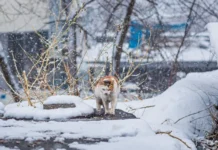 Приморье готовится к циклону 27 ноября с снегом, метелью и гололёдом primore gotovitsya k cziklonu 27 noyabrya s snegom metelyu i gololyodom-missionary-su-0
