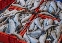 Росрыболовство и правительство РФ внедряют новые правила для торговли рыбой rosrybolovstvo i pravitelstvo rf vnedryayut novye pravila dlya torgovli ryboj-missionary-su-0