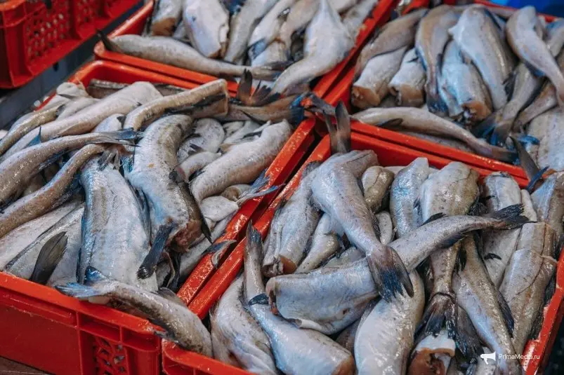 Минтай Мария Смитюк, ИА PrimaMedia