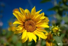 Россельхознадзор Приморья предотвратил угрозу от цветочного трипса из Китая rosselhoznadzor primorya predotvratil ugrozu ot czvetochnogo tripsa iz kitaya-missionary-su-0