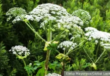 Сергей Колунов сообщает о введении крупных штрафов за борщевик sergej kolunov soobshhaet o vvedenii krupnyh shtrafov za borshhevik-missionary-su-0