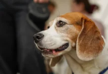 Софья Алехина и Fosy рассказывают о переменах в жизни животных Москвы sofya alehina i rasskazyvayut o peremenah v zhizni zhivotnyh moskvy-missionary-su-0