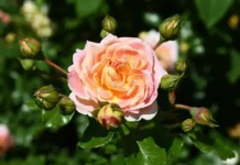 anyutiny glazki i rozy rasczveli v moskve v dekabre yarkoe chudo zimy-missionary-su-0