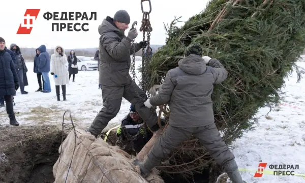 Как избежать штрафа за легальную новогоднюю ель в Ленинградской области-0