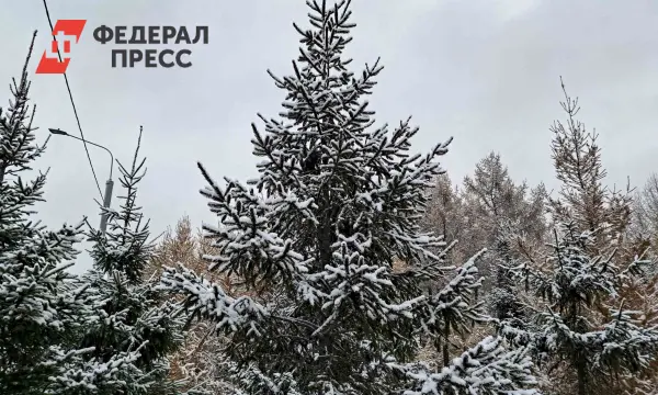 Казань приглашает на акцию «Елки-палки», где будут работать 18 пунктов-0