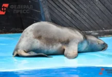 Макс и Московский зоопарк запускают проект по спасению морского зайца maks i moskovskij zoopark zapuskayut proekt po spaseniyu morskogo zajcza-missionary-su-0