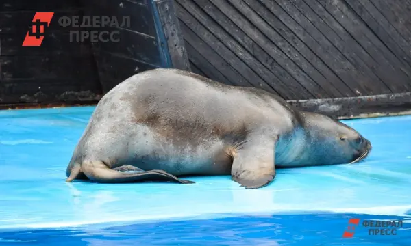 Макс и Московский зоопарк запускают проект по спасению морского зайца-0