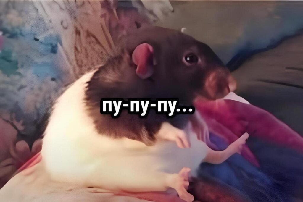 Мем "Пупупу"