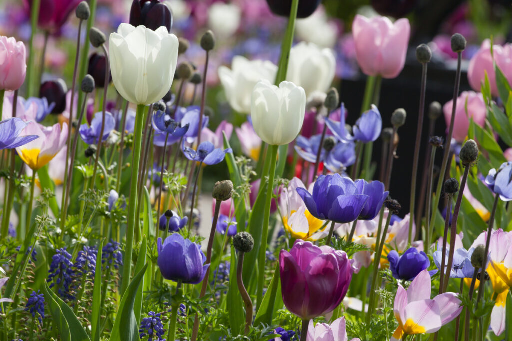 Разноцветные тюльпаны в парке