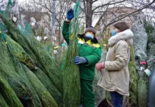 Роскачество раскрывает секреты идеального выбора живой елки, сосны или пихты к Новому году roskachestvo raskryvaet sekrety idealnogo vybora zhivoj elki sosny ili pihty k novomu godu-missionary-su-0