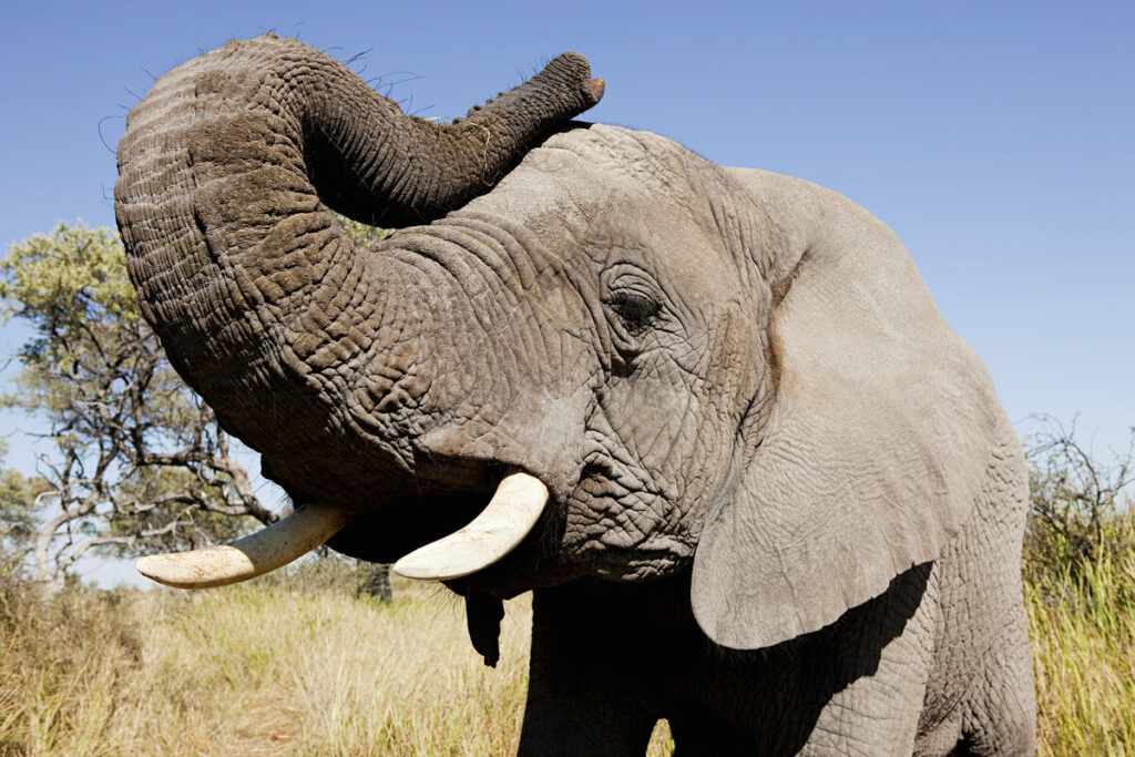 Самка африканского слона