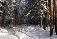 Защита лесов в Свердловской области под контролем Дениса Мамонтова zashhita lesov v sverdlovskoj oblasti pod kontrolem denisa mamontova-missionary-su-0