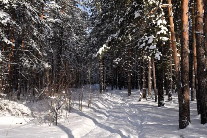 Защита лесов в Свердловской области под контролем Дениса Мамонтова-0