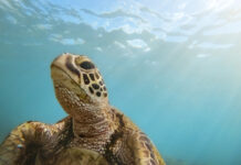 Праздники на каждый день 2026 года Зеленая морская черепаха