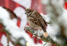 moskvu zhdut solnechnye moroznye vyhodnyearkticheskaya svezhest-missionary-su-0