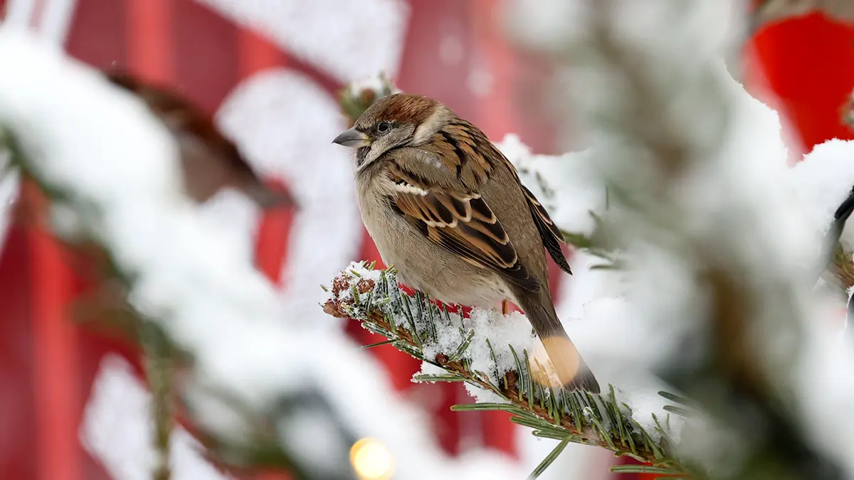 Погода в Москве в выходные: 31 января и 1 февраля