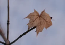 Следователи и поисковики ищут Усольцевых в Кутурчине sledovateli i poiskoviki ishhut usolczevyh v kuturchine-missionary-su-0