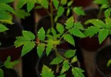 Советы DOM Ленты по февральской посадке растений в городах sovety lenty po fevralskoj posadke rastenij v gorodah-missionary-su-0