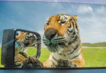 Тигрята вместе с мамой удивили жителей Приморья под Славянкой tigryata vmeste s mamoj udivili zhitelej primorya pod slavyankoj-missionary-su-0