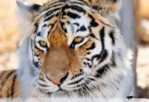 Центр «Амурский тигр» защищает Маргаритово после инцидентов czentr amurskij tigr zashhishhaet margaritovo posle inczidentov-missionary-su-0