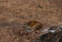 Хищник, спасенный в Надеждинском районе, не выжил – Центр "Амурский тигр" hishhnik spasennyj v nadezhdinskom rajone ne vyzhil czentr amurskij tigr-missionary-su-0