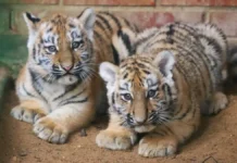 Московский зоопарк с «Активным гражданином» выбирает имена для тигрят moskovskij zoopark s aktivnym grazhdaninom vybiraet imena dlya tigryat-missionary-su-0