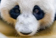 Новые возможности для панды Катюши и других зверей Московского зоопарка novye vozmozhnosti dlya pandy katyushi i drugih zverej moskovskogo zooparka-missionary-su-0