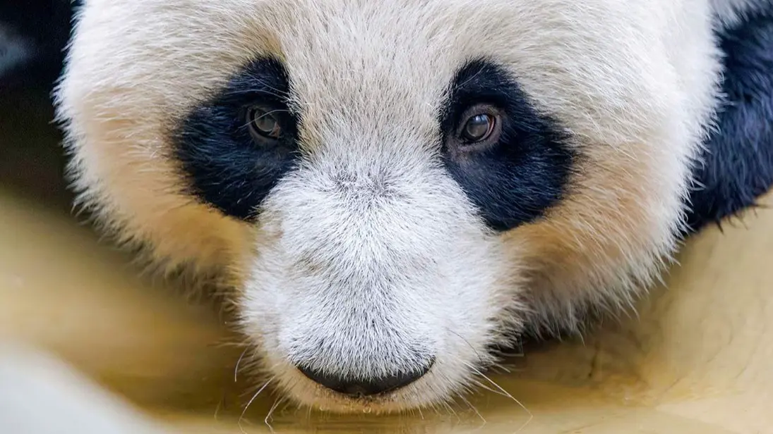 Собянин: Вольерный комплекс для панды Катюши откроется в этом году