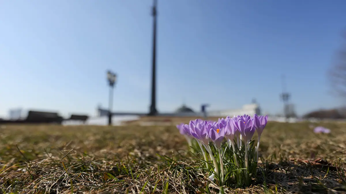 Синоптик Тишковец: Снежный покров сошел в Москве