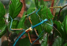 moskovskij zoopark privetstvuet myatnyh palochnikov megakranij bejtsa-missionary-su-0