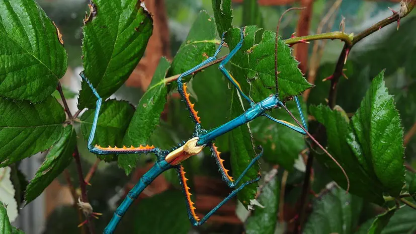 В Московском зоопарке впервые появились мятные палочники