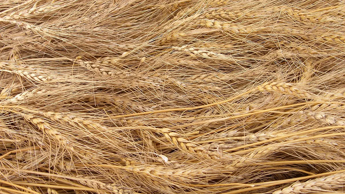 Еще три страны перестали покупать пшеницу у России