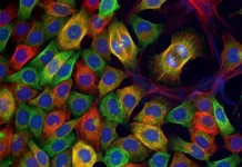 IMG-A1 от МГУ имени М.В. Ломоносова стал прорывом в терапии бесплодия 1 ot mgu imeni mv lomonosova stal proryvom v terapii besplodiya-gazetart-ru-0