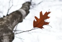 Алексей Кулеш о версии пропажи Усольцевых в Красноярской тайге aleksej kulesh o versii propazhi usolczevyh v krasnoyarskoj tajge-gazetart-ru-0