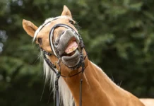 Аскар Ж. вновь задержан за кражу табуна в Оренбургской области askar zh vnov zaderzhan za krazhu tabuna v orenburgskoj oblasti-gazetart-ru-0