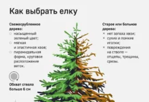 ЦППК разрешила пассажирам электричек бесплатный провоз елок czppk razreshila passazhiram elektrichek besplatnyj provoz elok-gazetart-ru-0