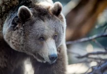 Джо Пендри выжил после нападения медведицы гризли в Канаде dzho pendri vyzhil posle napadeniya medvediczy grizli v kanade-gazetart-ru-0