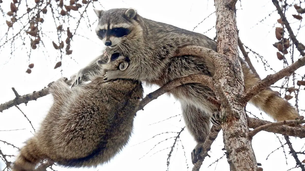 Енот устроил погром в алкомаркете в США, напился и уснул в туалете