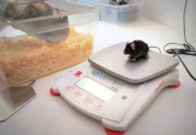 ФИЦ питания и биотехнологии представляет прорыв в диетотерапии печени ficz pitaniya i biotehnologii predstavlyaet proryv v dietoterapii pecheni-gazetart-ru-0