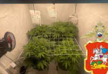 ГУ МВД России по Московской области пресекло наркоторговлю gu mvd rossii po moskovskoj oblasti preseklo narkotorgovlyu-gazetart-ru-0