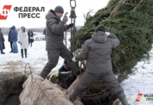 Как законно срубить ель к Новому году в Ленинградской области kak zakonno srubit el k novomu godu v leningradskoj oblasti-gazetart-ru-0