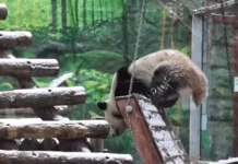 Катюша встречает снег в Московском зоопарке во время зимних праздников katyusha vstrechaet sneg v moskovskom zooparke vo vremya zimnih prazdnikov-gazetart-ru-0