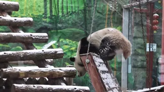 «Поклонница зимы»: панда Катюша из Московского зоопарка обрадовалась выпавшему снегу