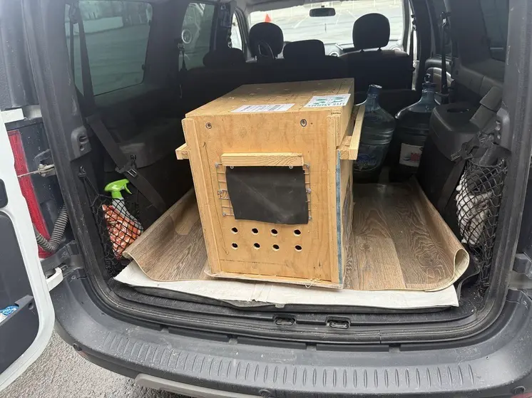 Сотрудники Россельхознадзора проконтролировали вывоз из Екатеринбурга кенгуру